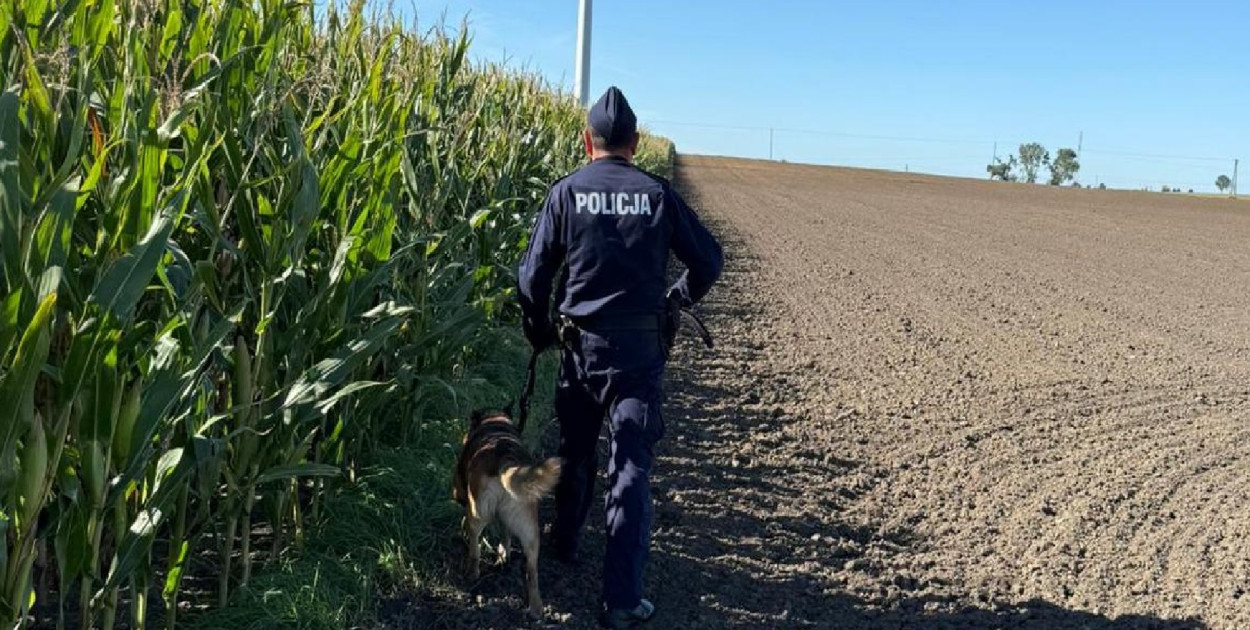 Ktoś umieścił metalowe przedmioty na polu kukurydzy, aby zniszczyć kombajn