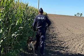 Ktoś umieścił metalowe przedmioty na polu kukurydzy, aby zniszczyć kombajn-420