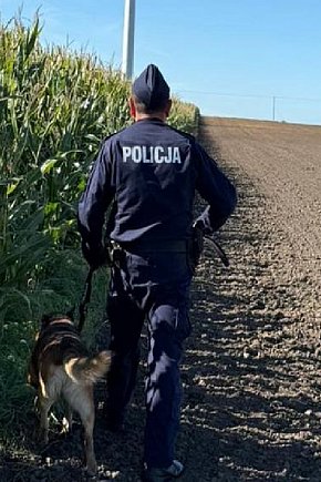 Ktoś umieścił metalowe przedmioty na polu kukurydzy, aby zniszczyć kombajn-420