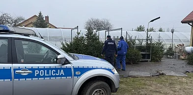 Akcja „Choinka” w powiecie radziejowskim-11370