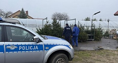 Akcja „Choinka” w powiecie radziejowskim-11370